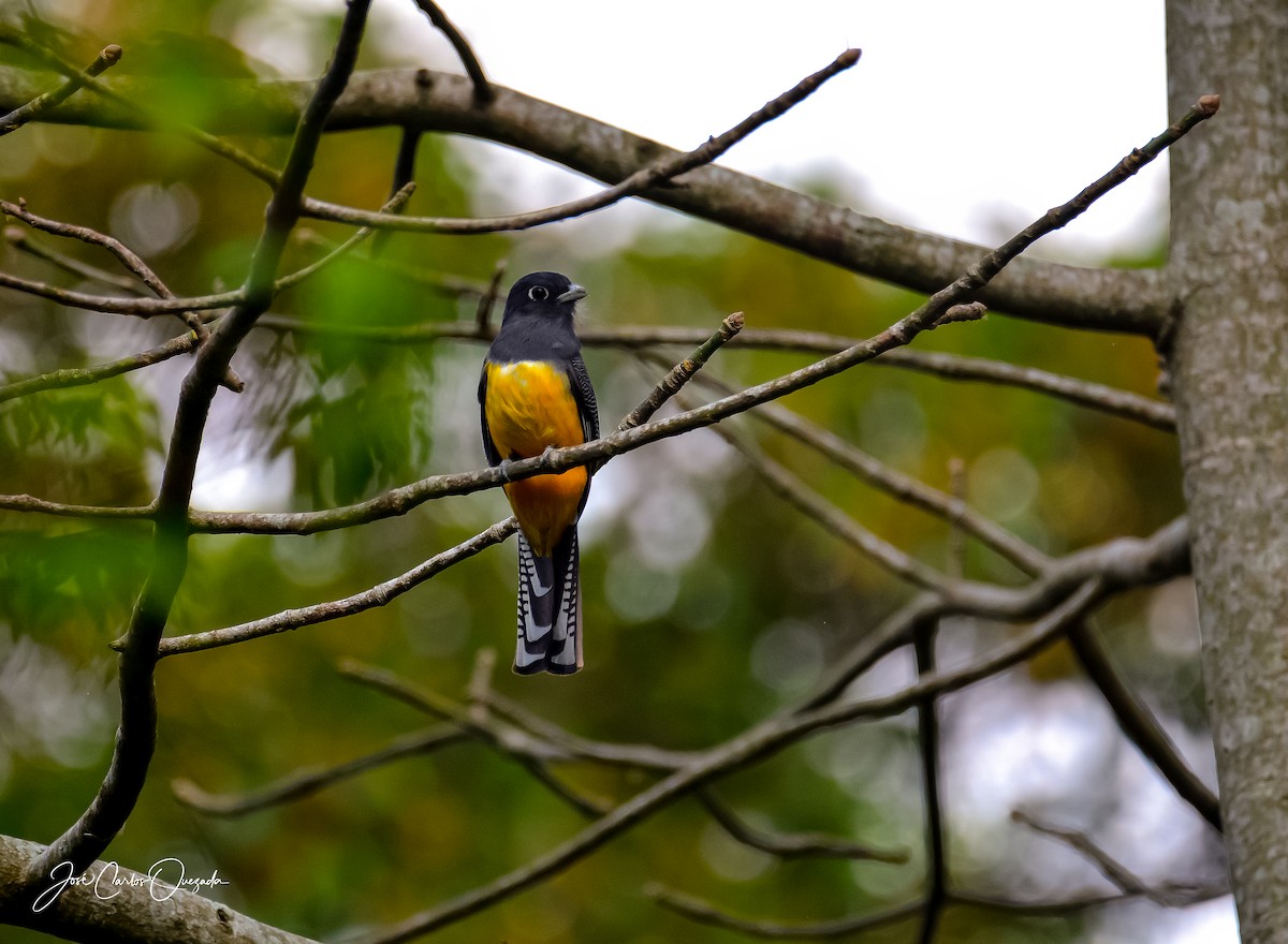 Mor Trogon - ML151681451