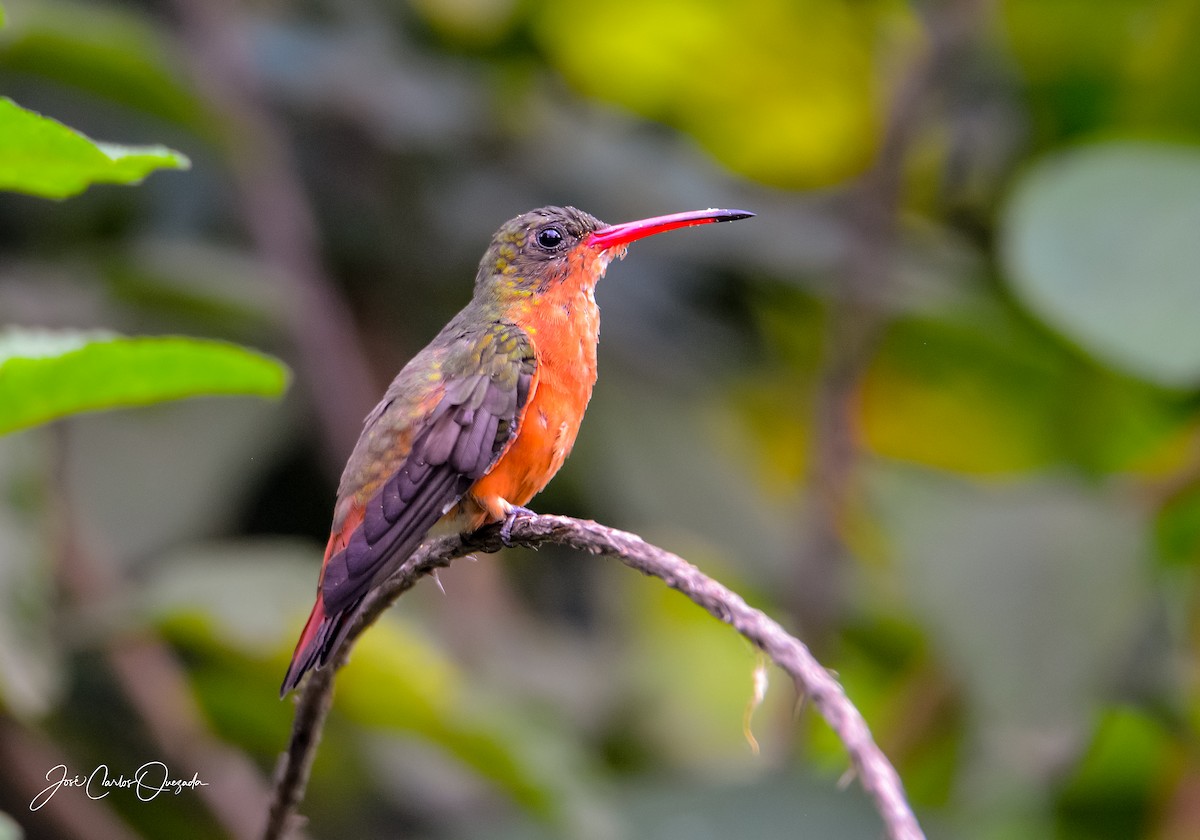 Cinnamon Hummingbird - ML151681701