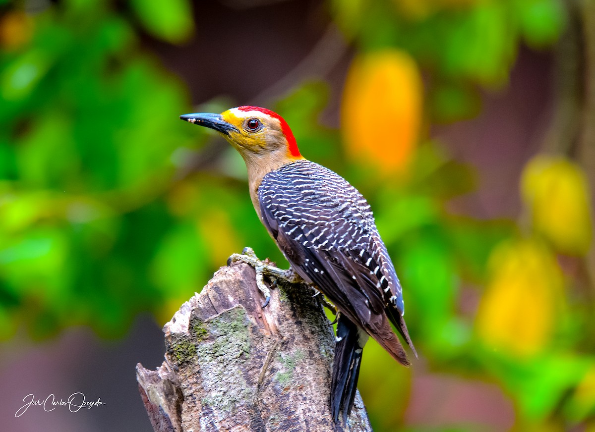 Golden-fronted Woodpecker - Carlos Quezada