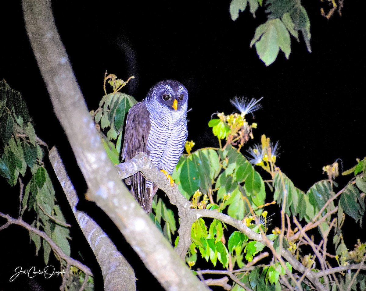 Black-and-white Owl - ML151682611