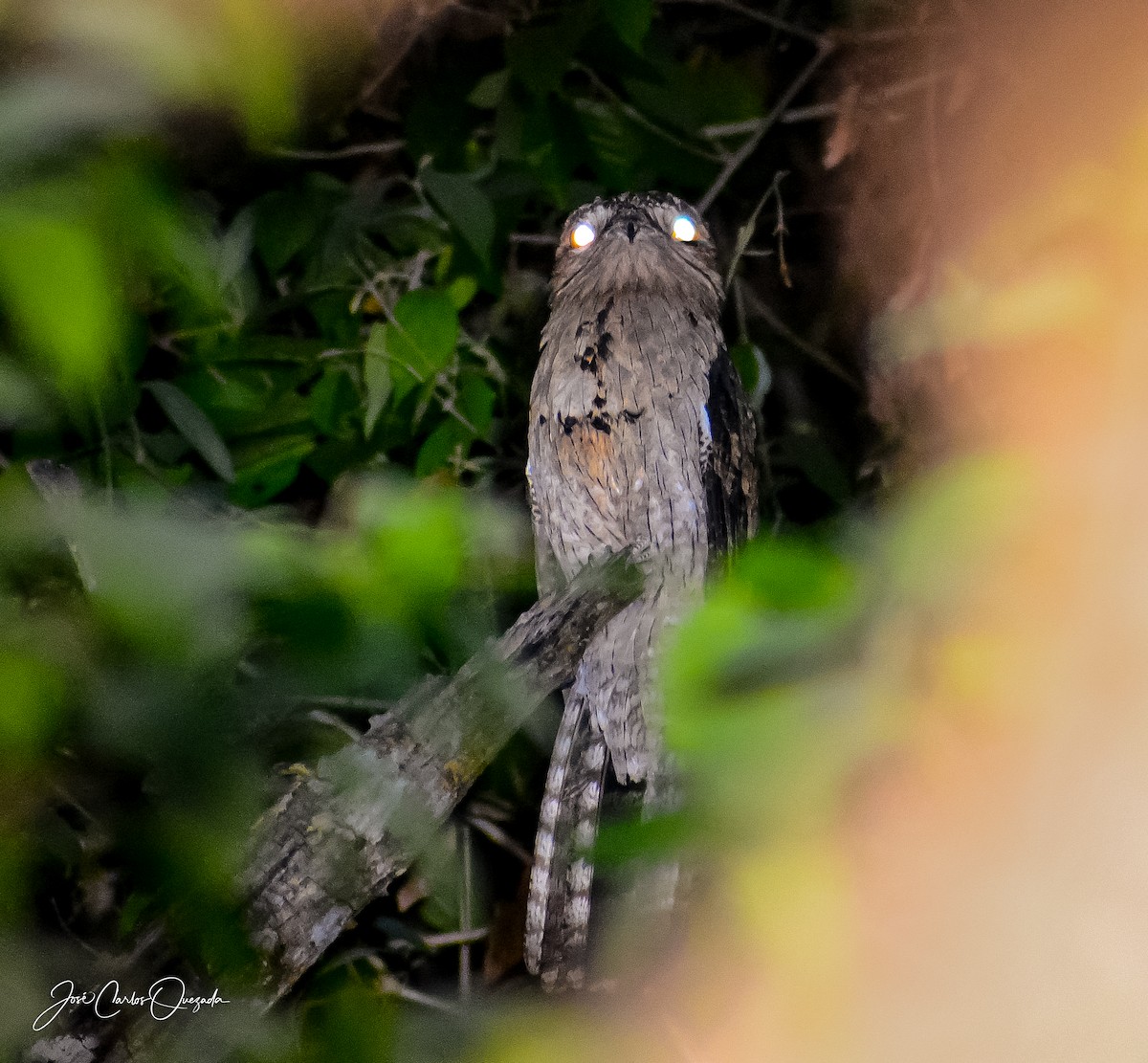 Northern Potoo - ML151682731