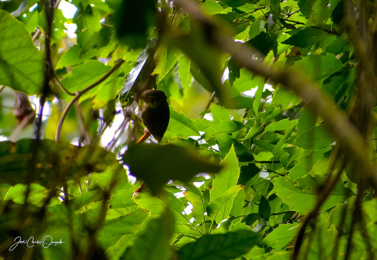 Ruddy Foliage-gleaner - ML151683201