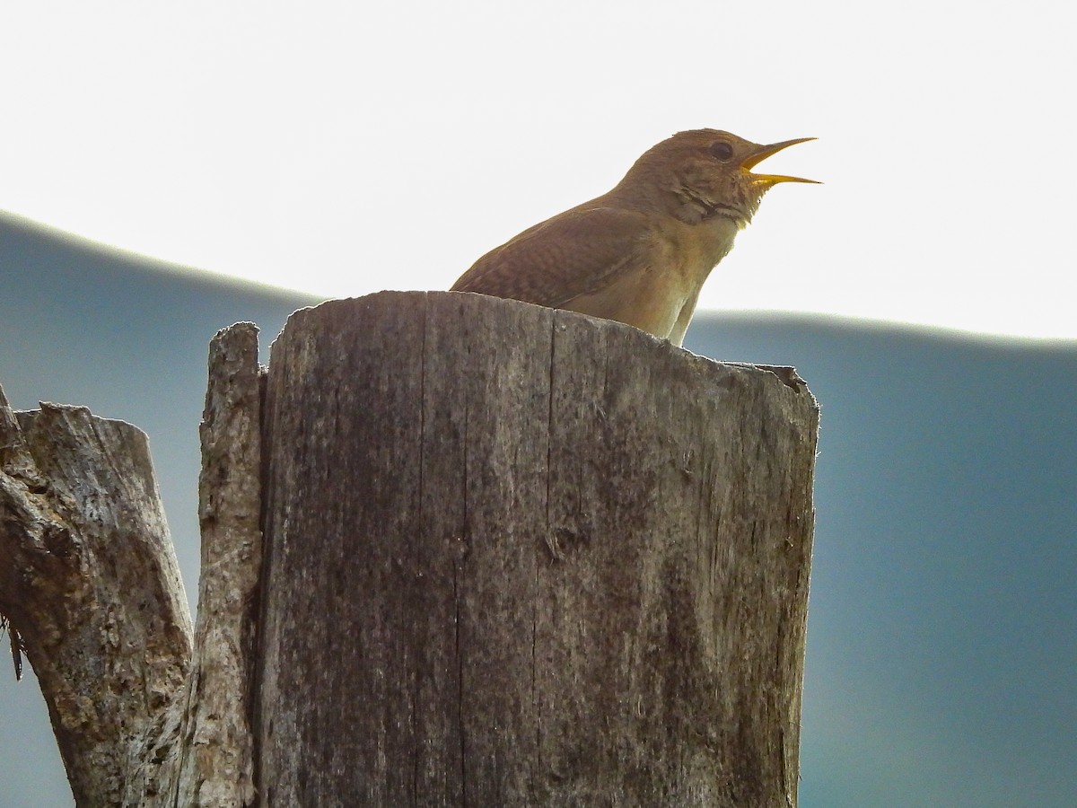 House Wren - ML151684391