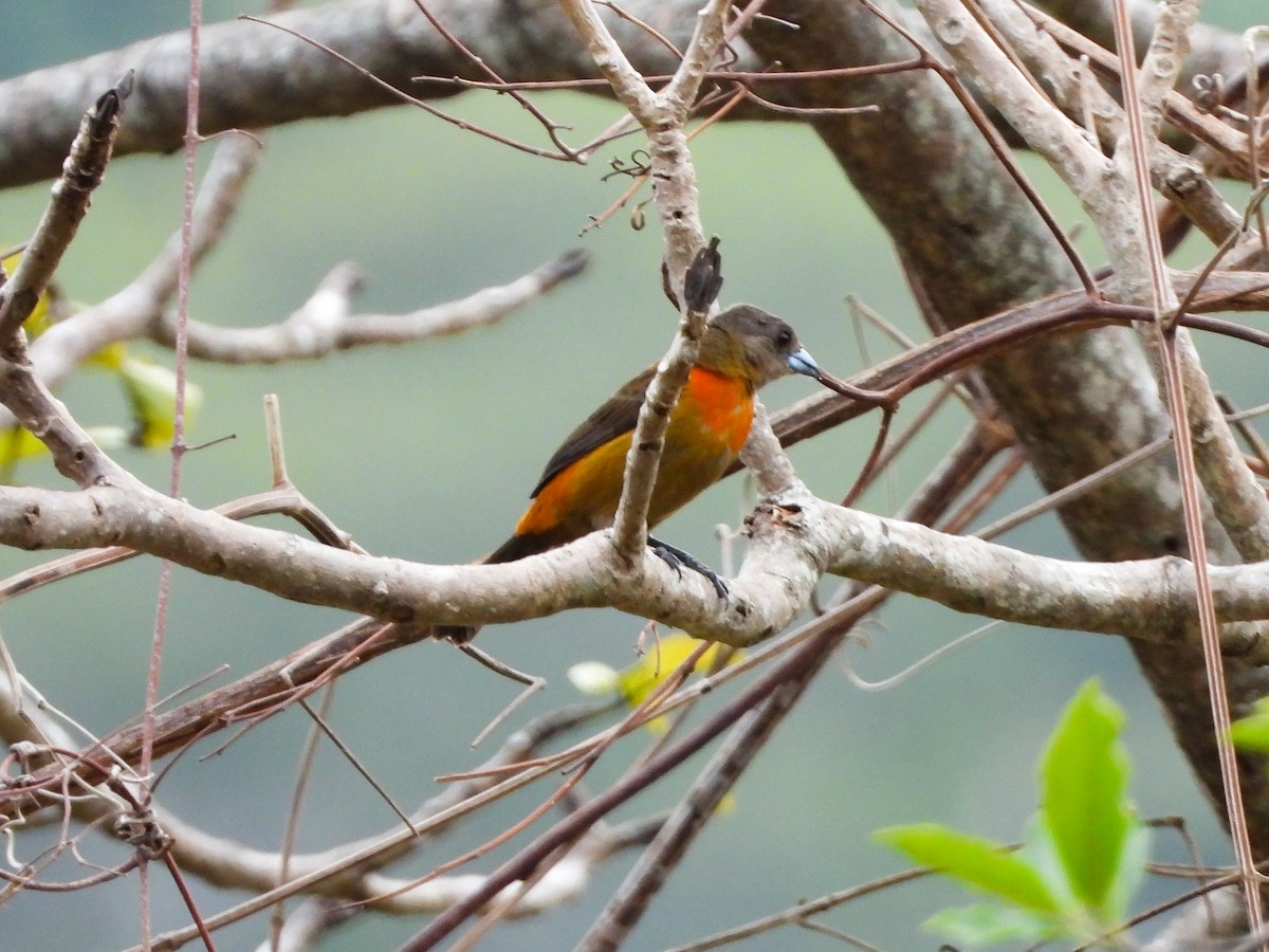 Scarlet-rumped Tanager - ML151684651