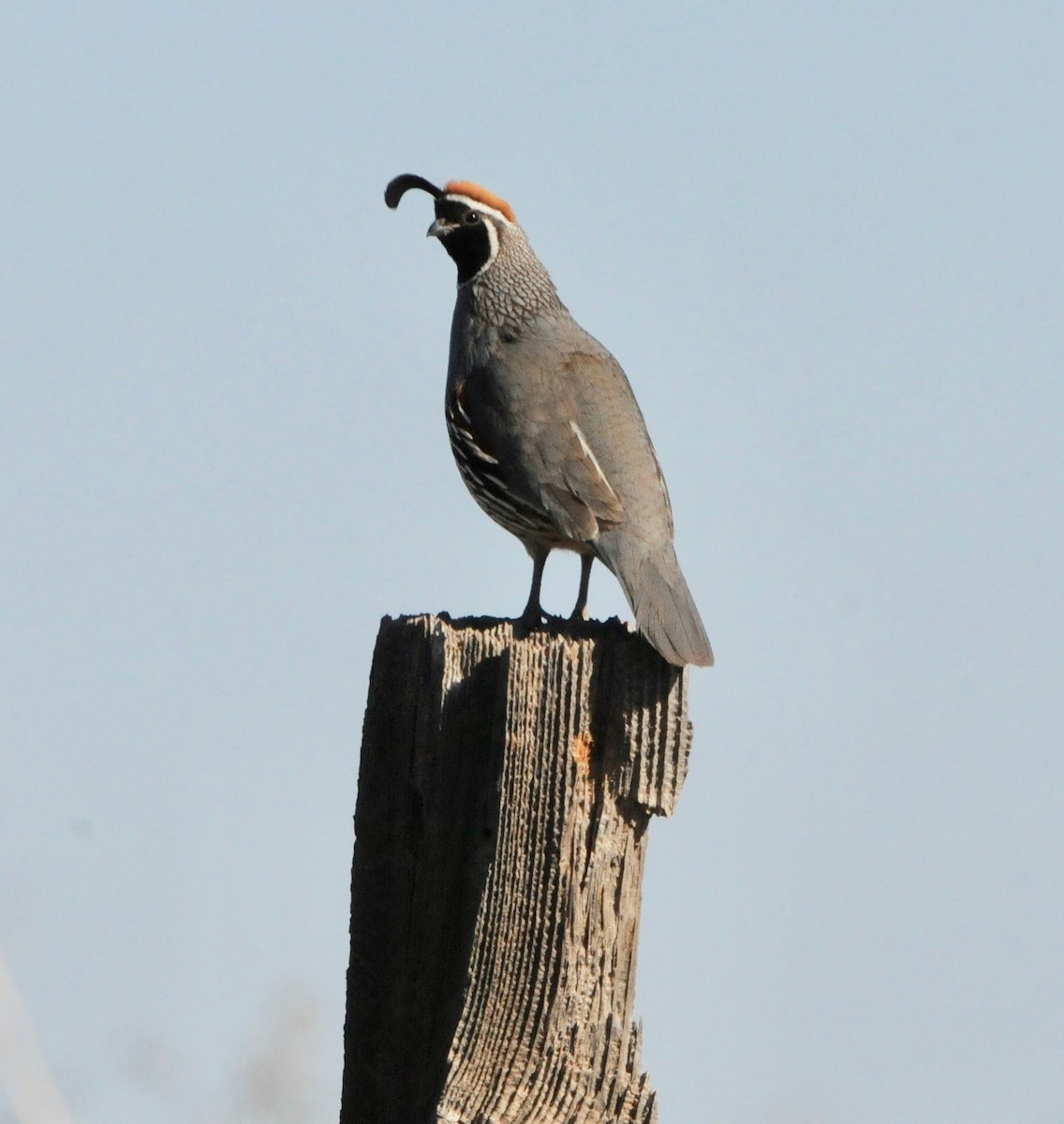 Gambel's Quail - ML151685021