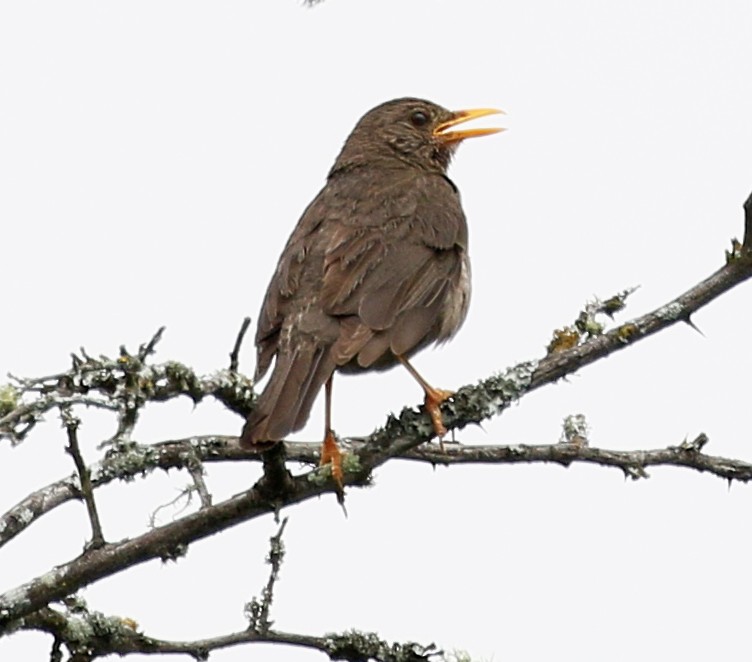 Chiguanco Thrush - ML151685041