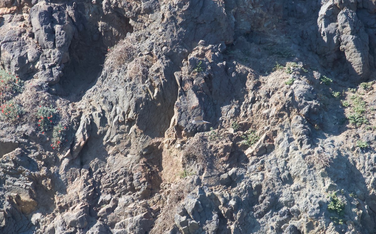 Peregrine Falcon (North American) - Ryan Terrill