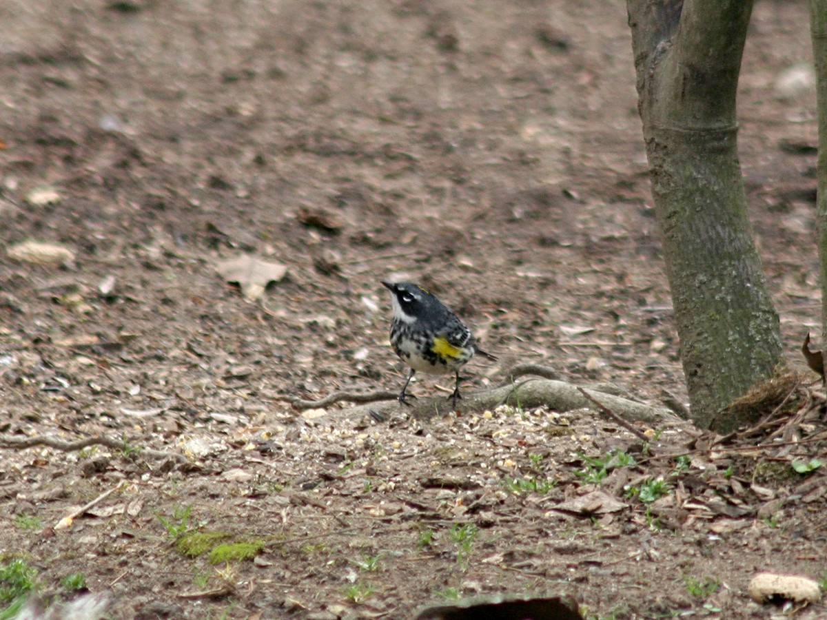 Yellow-rumped Warbler - ML151685711