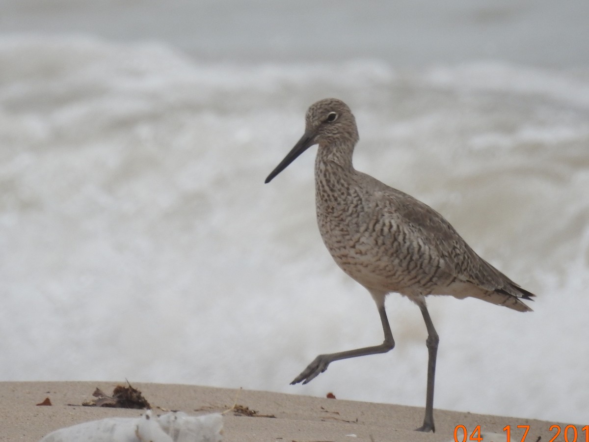 Willet - Janet Lyons