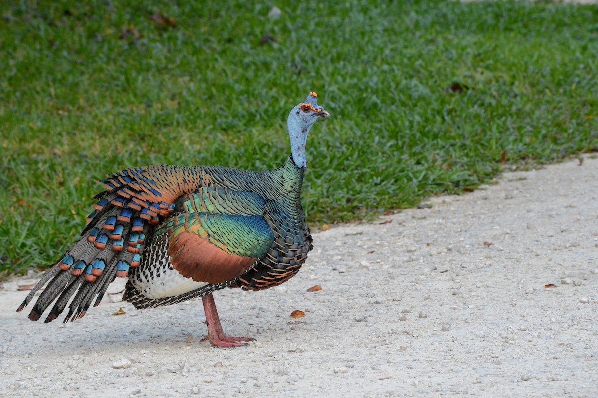 Ocellated Turkey - Erik Martin