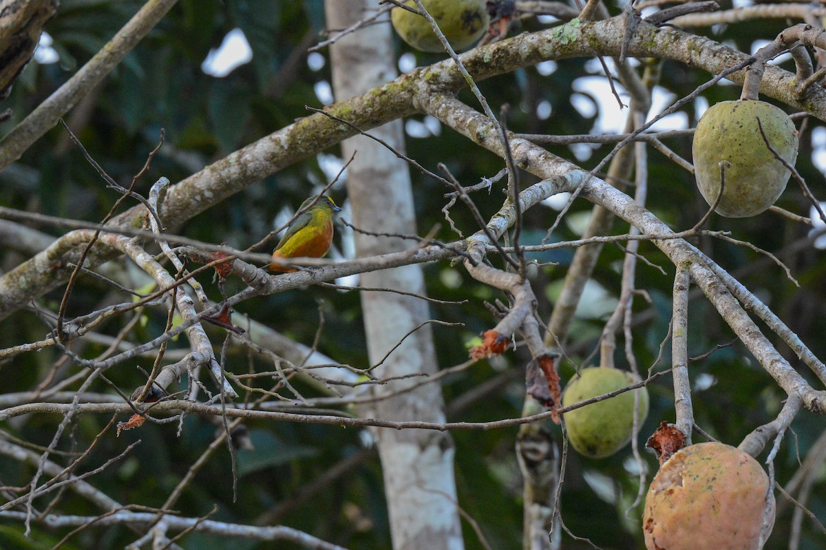 Olive-backed Euphonia - ML151686511