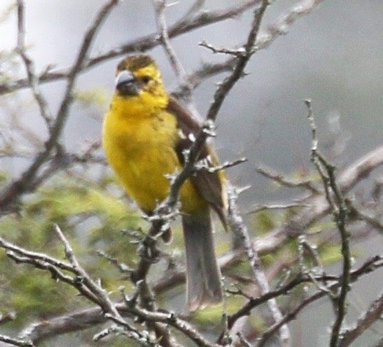 Golden Grosbeak - ML151686521