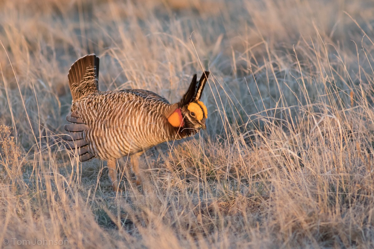 Greater x Lesser Prairie-Chicken (hybrid) - Tom Johnson