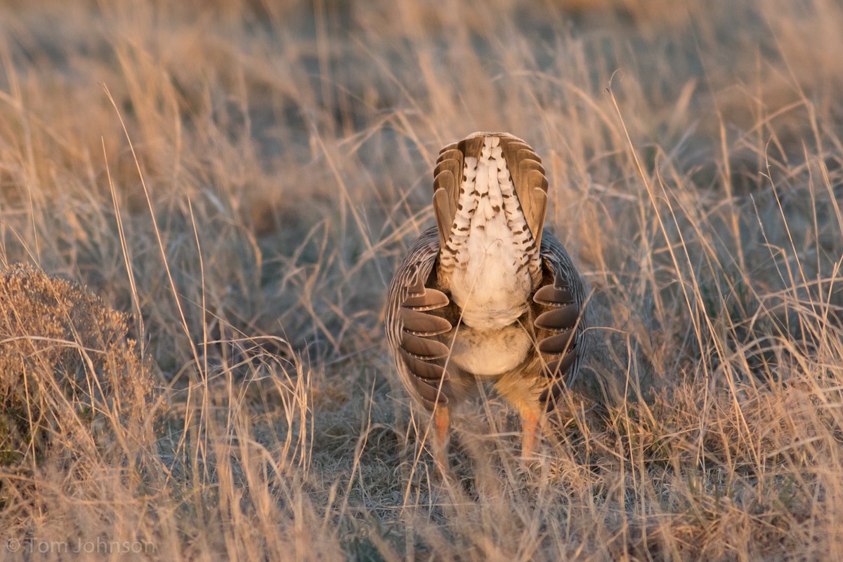 Prärie- x Oklahomapräriehuhn (Hybrid) - ML151687631