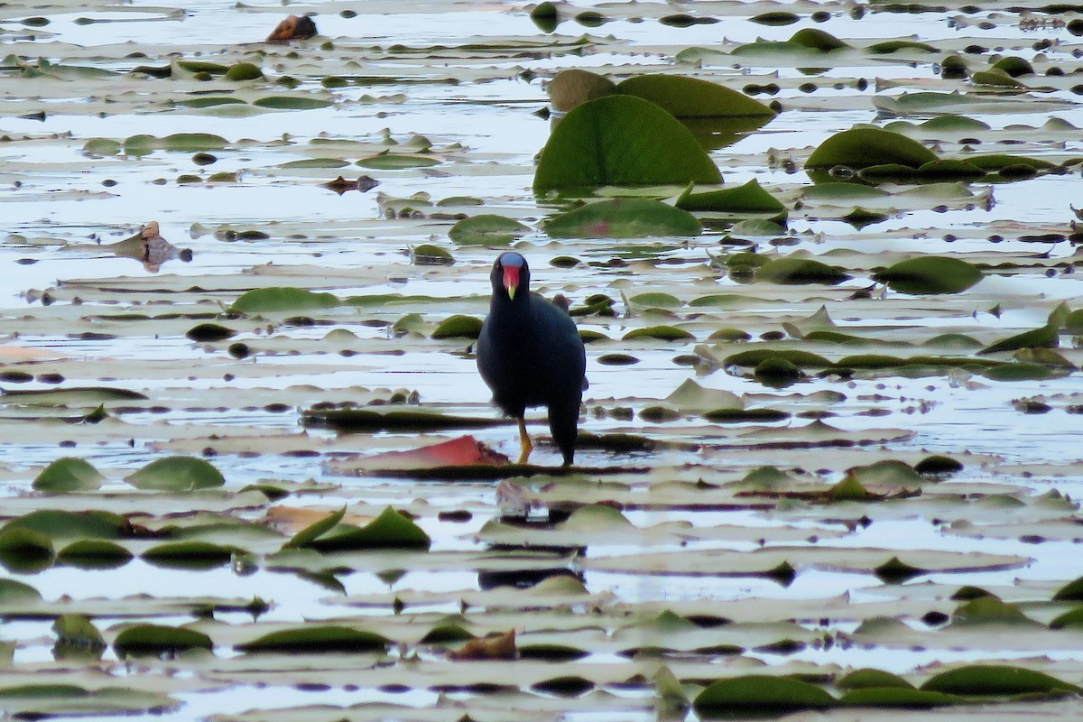 Purple Gallinule - ML151690111