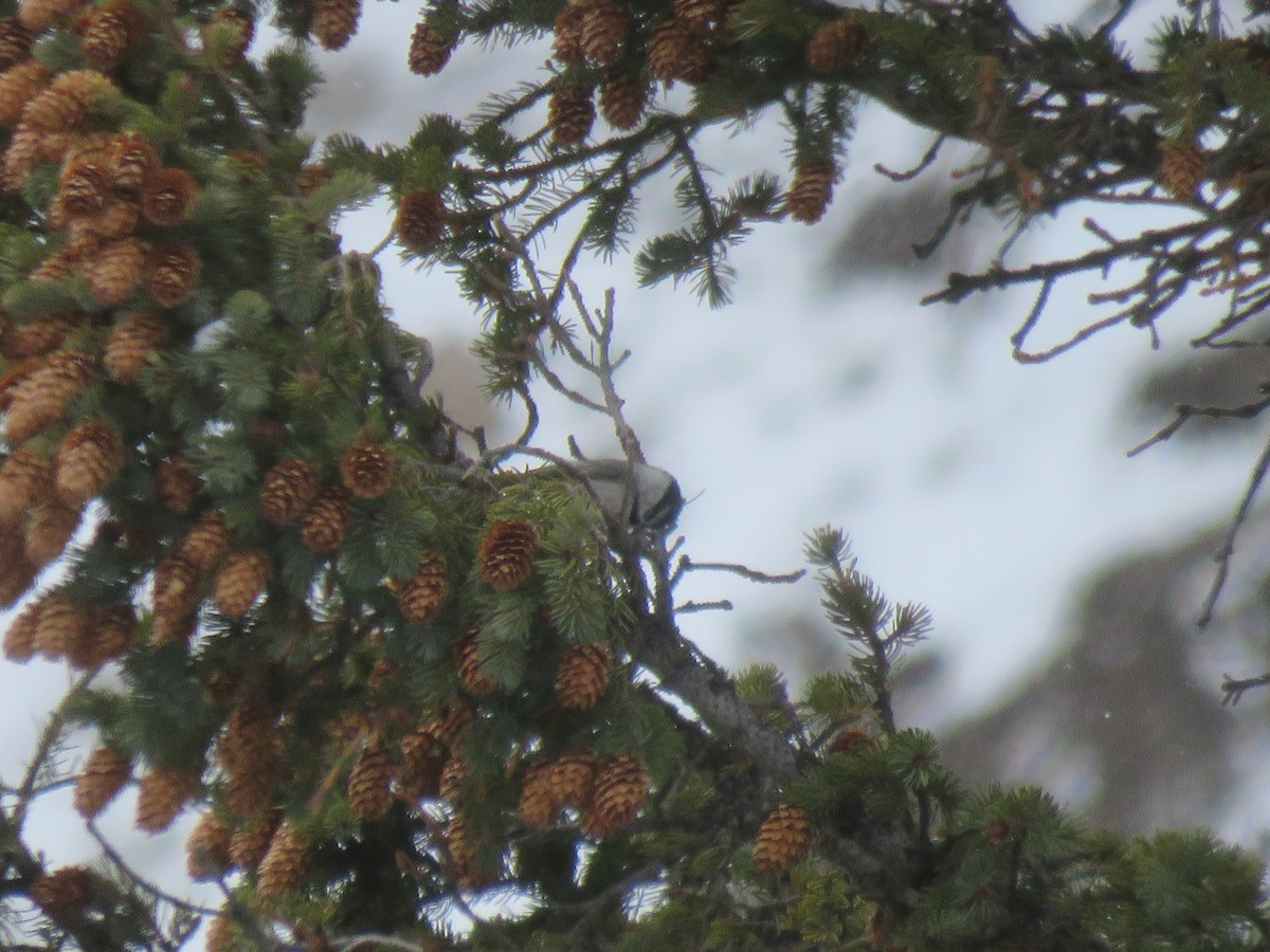 Mountain Chickadee - ML151690971