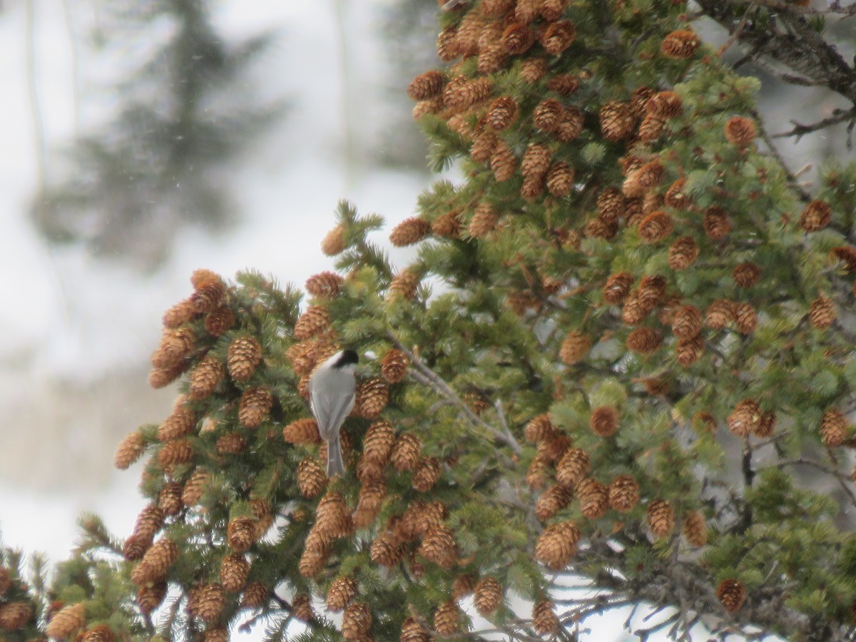 Mountain Chickadee - ML151690981