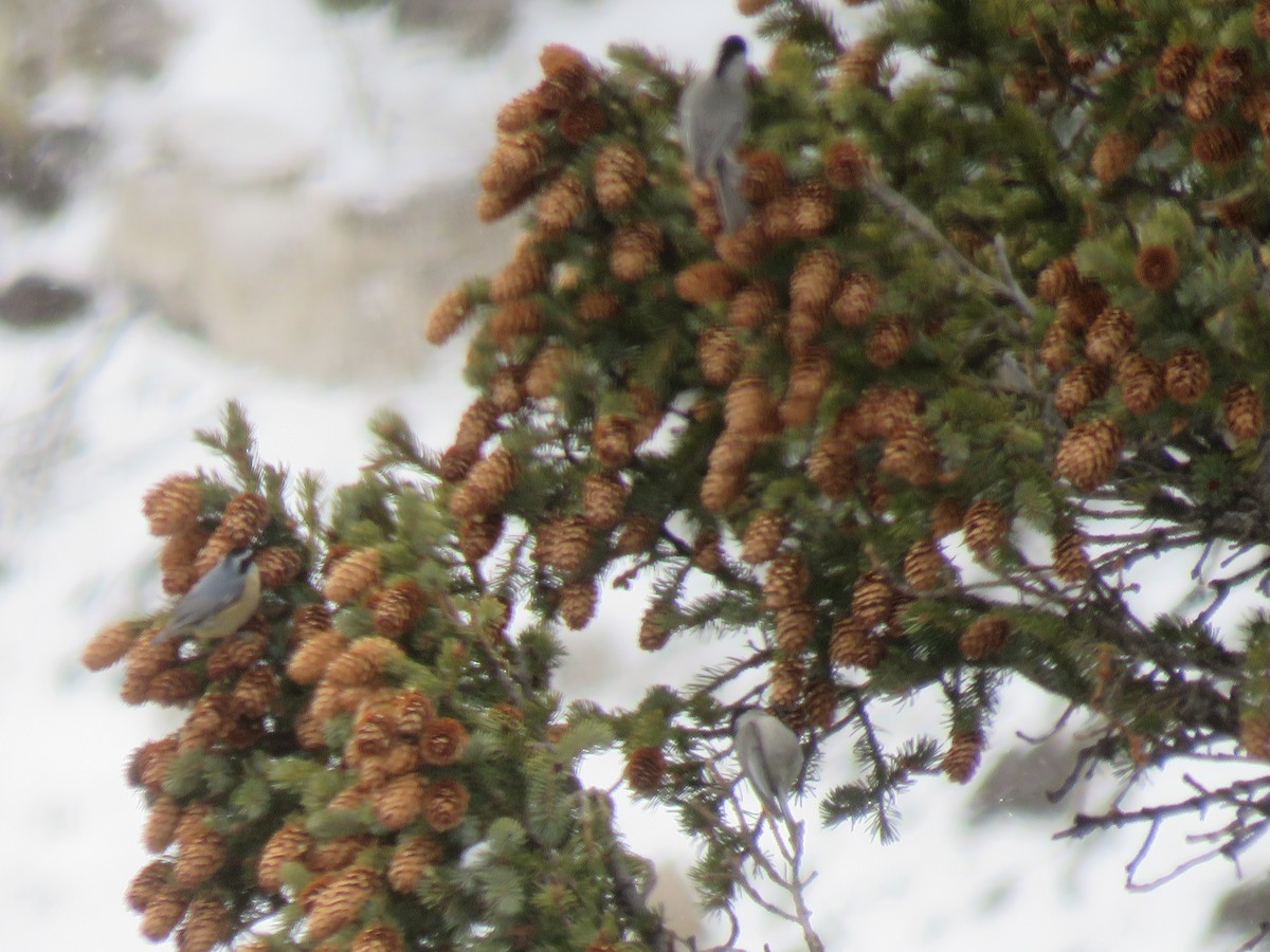 Mountain Chickadee - ML151690991