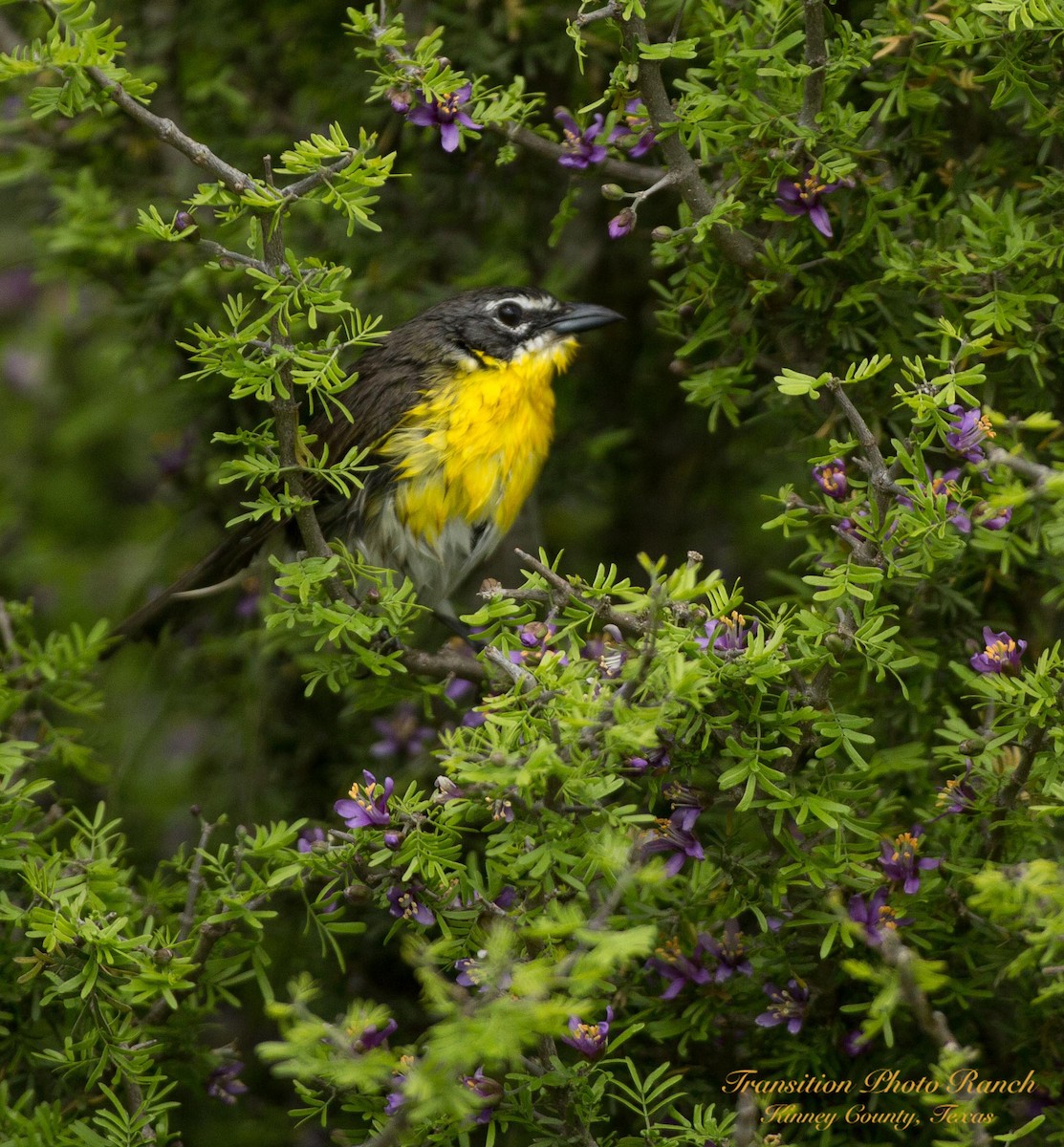 Yellow-breasted Chat - ML151692411