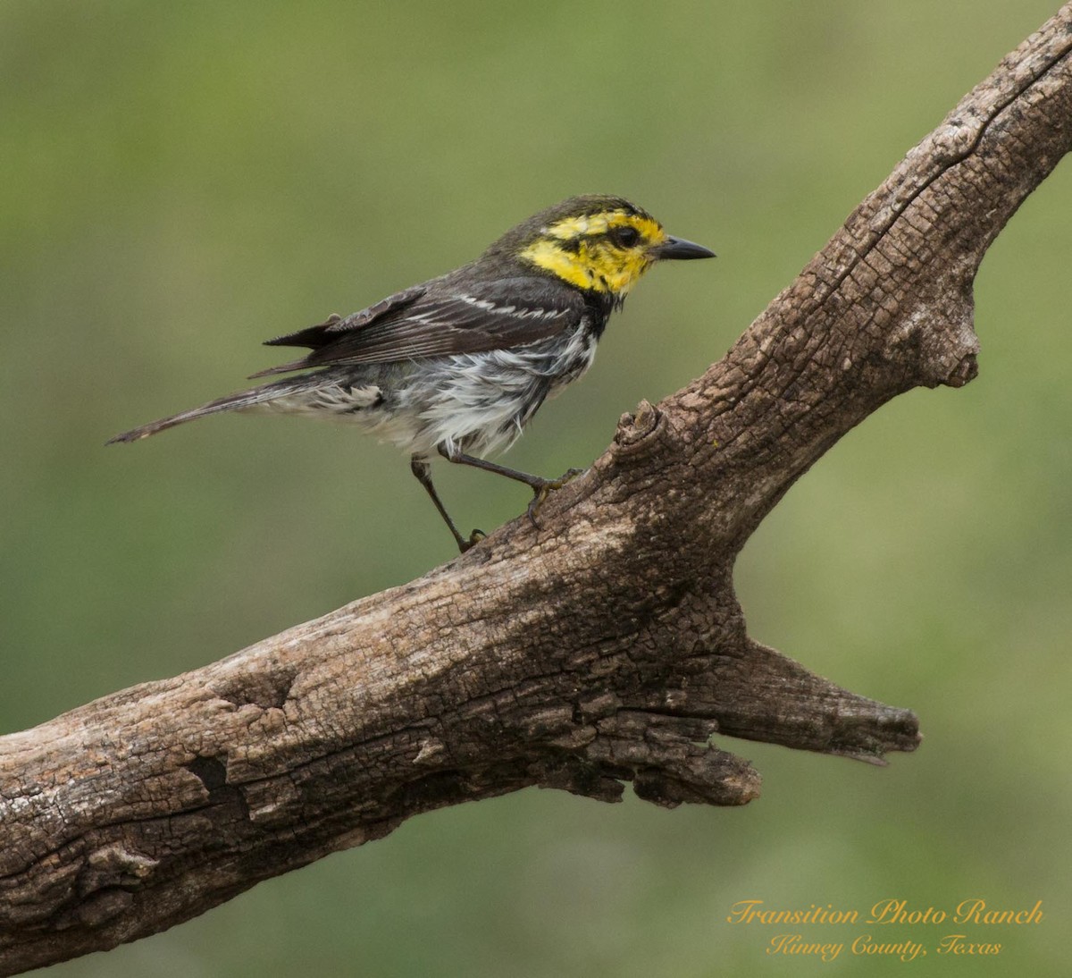 Golden-cheeked Warbler - ML151693051