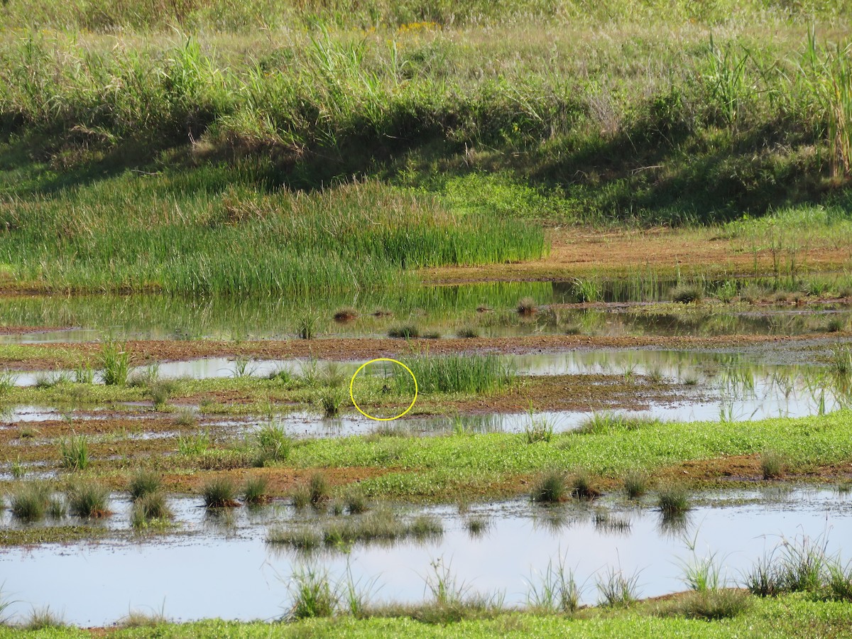 Wilson's Snipe - ML151693631