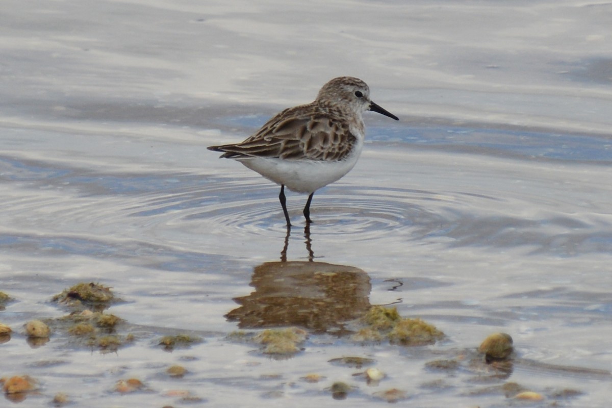 Little Stint - ML151694761