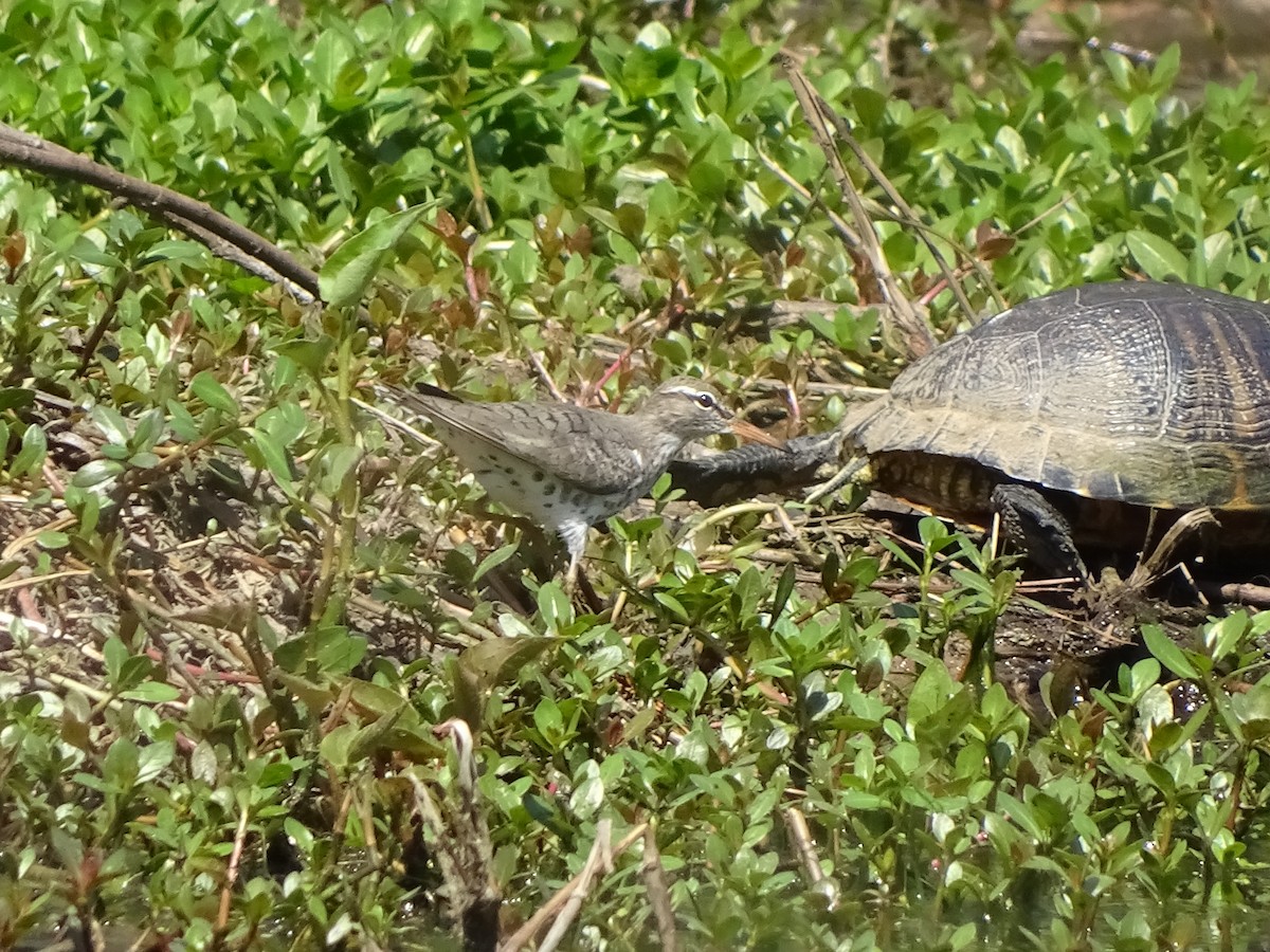 Spotted Sandpiper - ML151695151