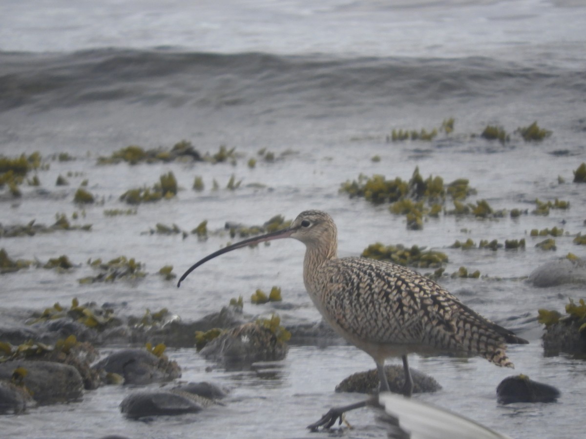 Long-billed Curlew - ML151695331