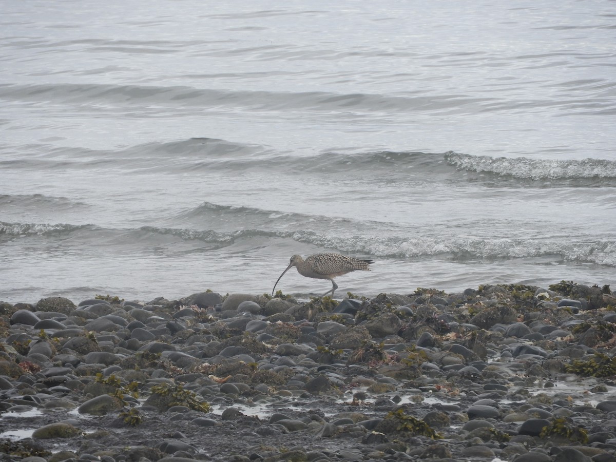 Long-billed Curlew - ML151695441
