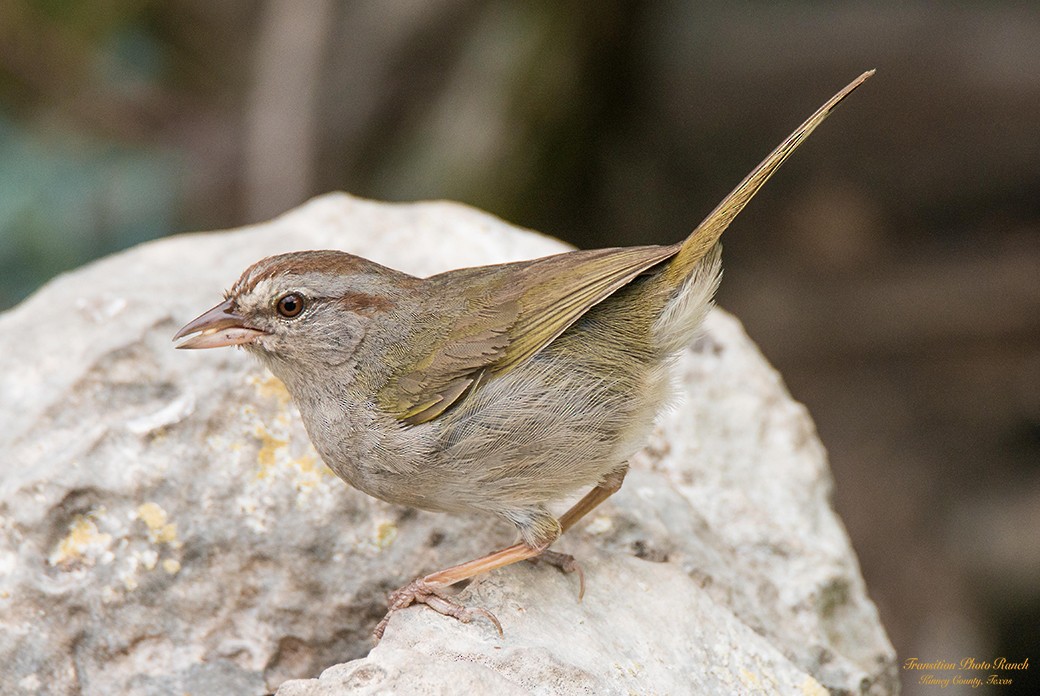 Olive Sparrow - ML151695521