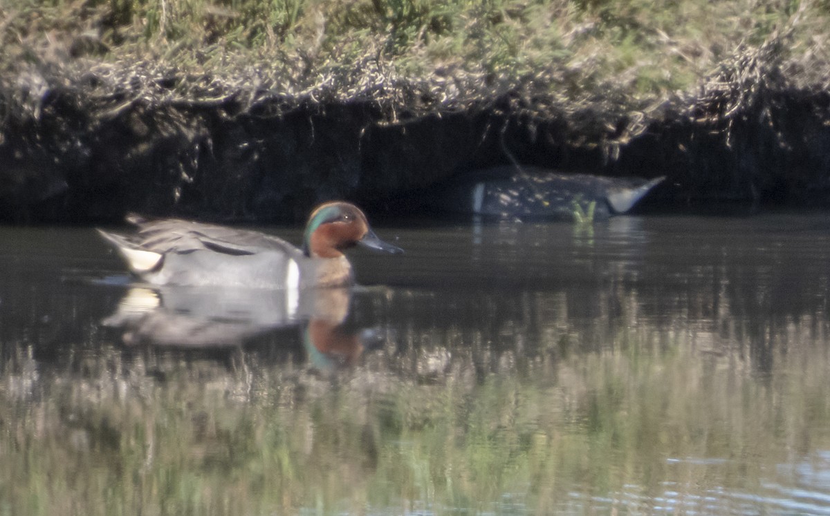 Green-winged Teal - ML151696631