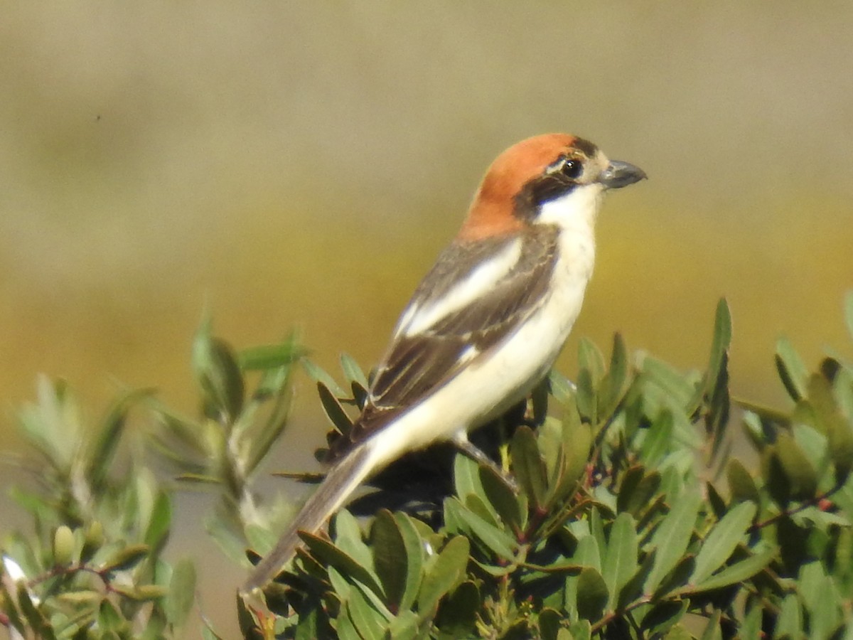 Woodchat Shrike - ML151696781