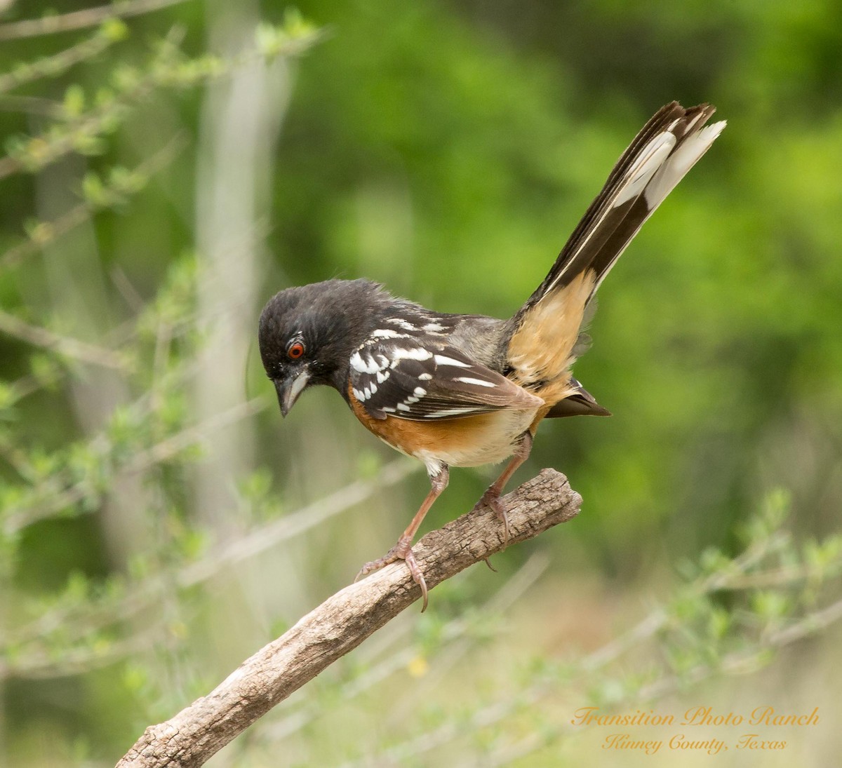 Spotted Towhee - ML151697931