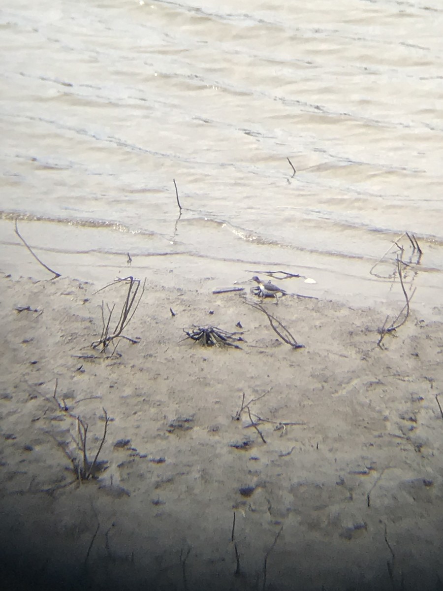 Andarríos Maculado - ML151698261