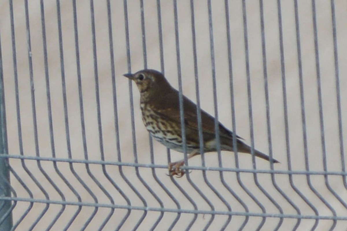 Song Thrush - ML151699421