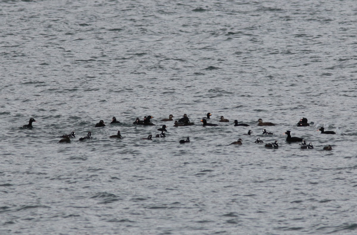 Black Scoter - Richard MacIntosh