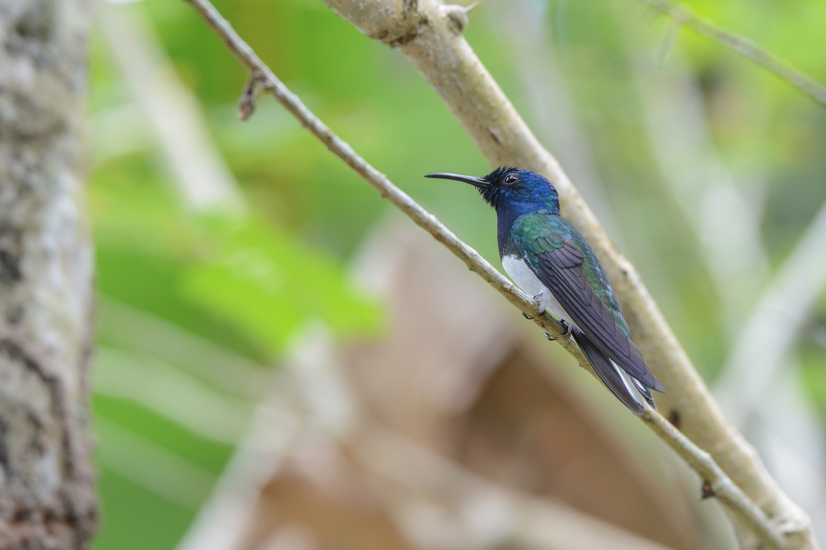 Colibrí Nuquiblanco - ML151701791