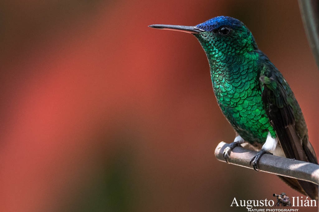 Indigo-capped Hummingbird - ML151701841