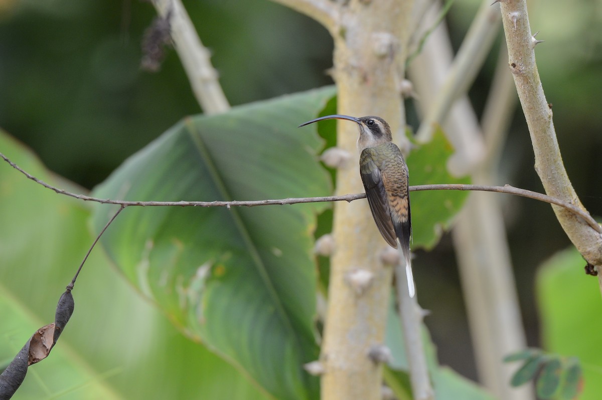 Long-billed Hermit - ML151702681