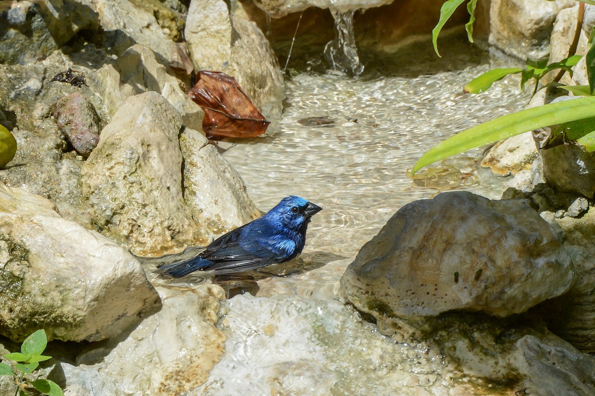 Blue Bunting - Erik Martin