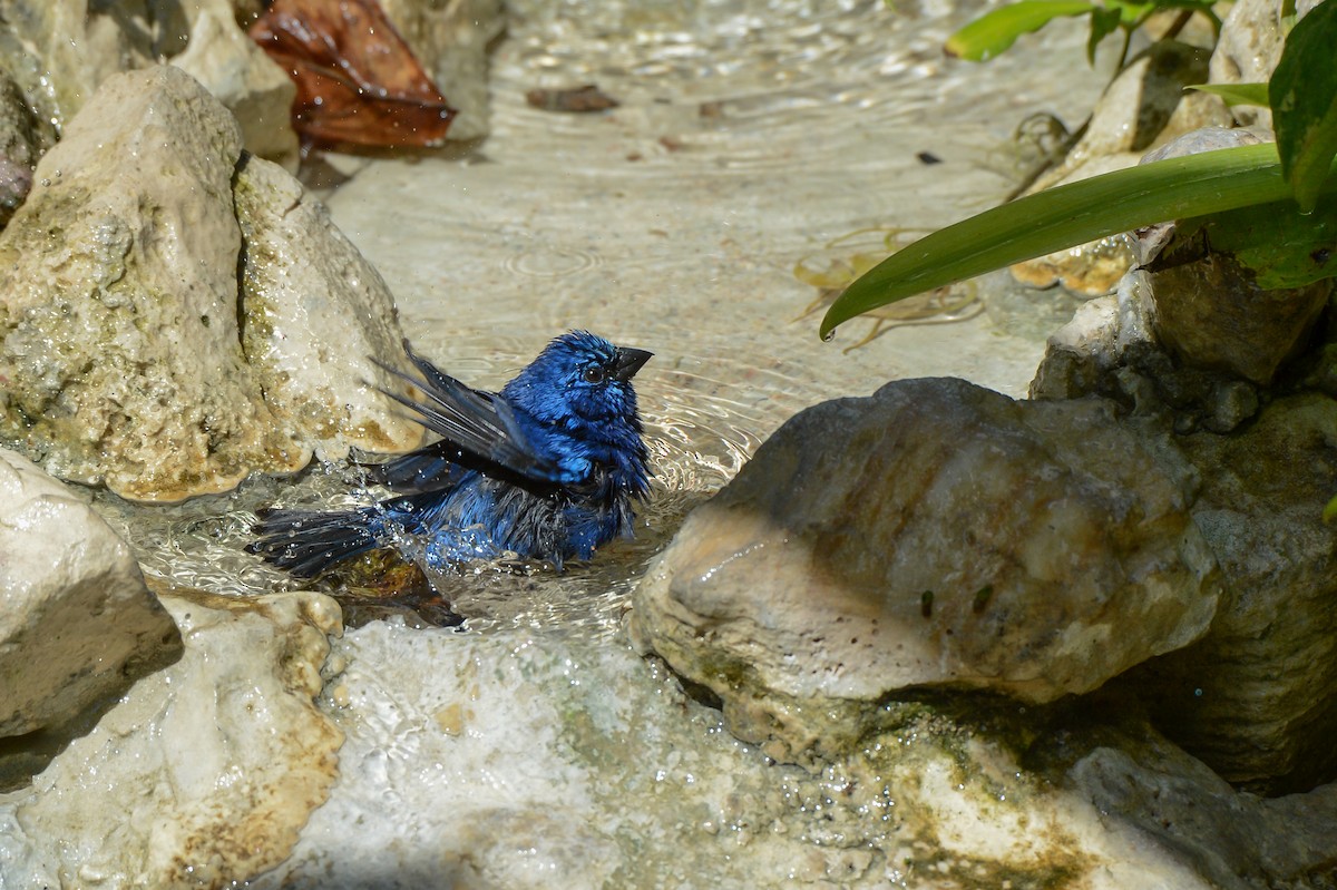 Blue Bunting - ML151704071