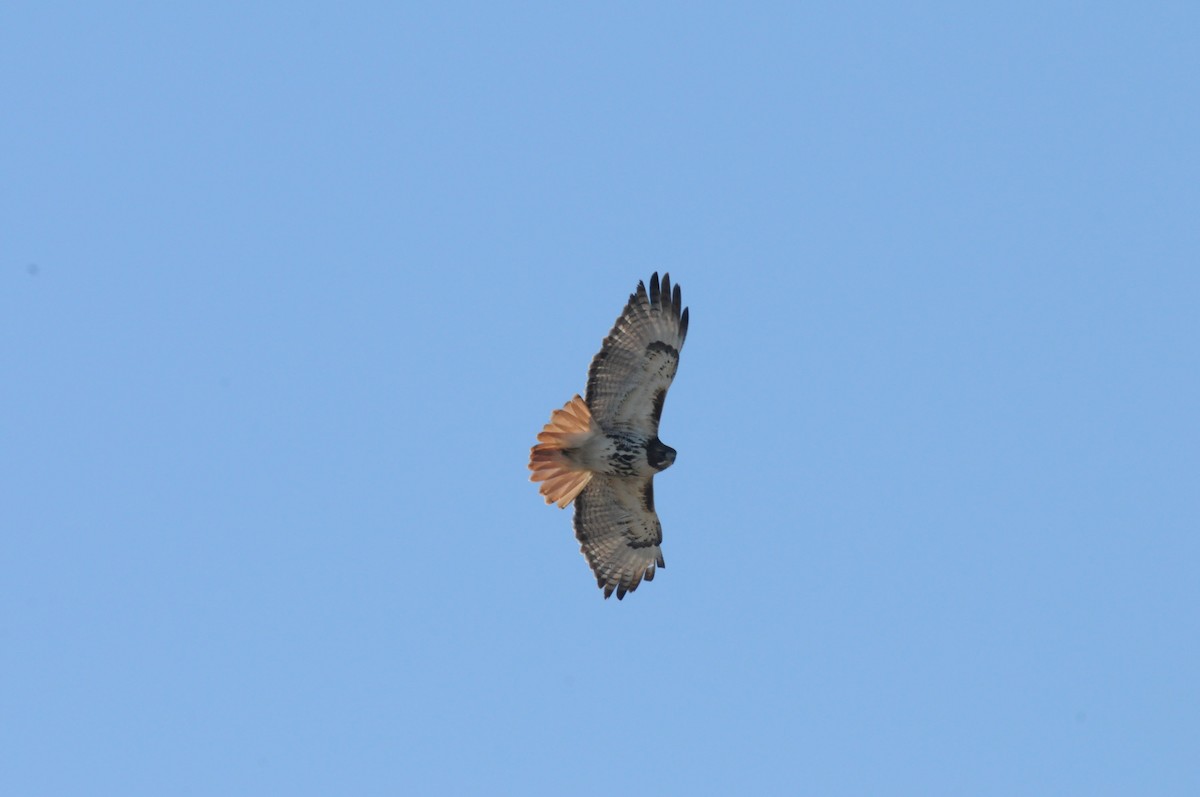 Red-tailed Hawk - ML151704441