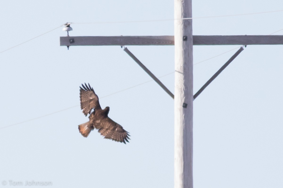 Rotschwanzbussard (harlani) - ML151704631