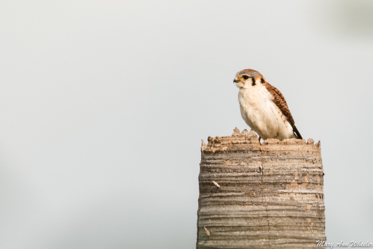 American Kestrel - ML151704911