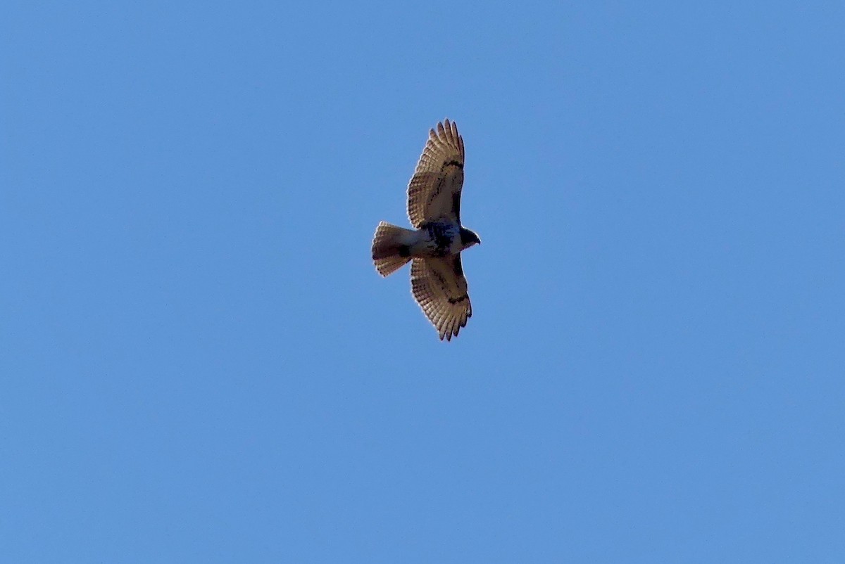 Red-tailed Hawk - Laura Blutstein