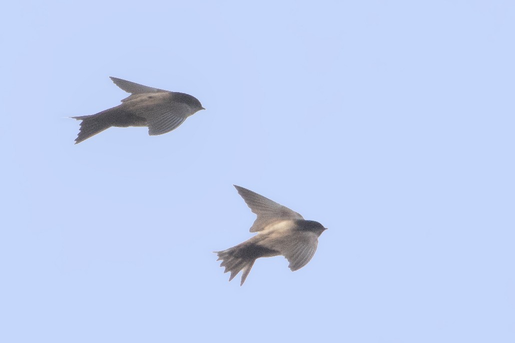 Black-capped Swallow - ML151708371