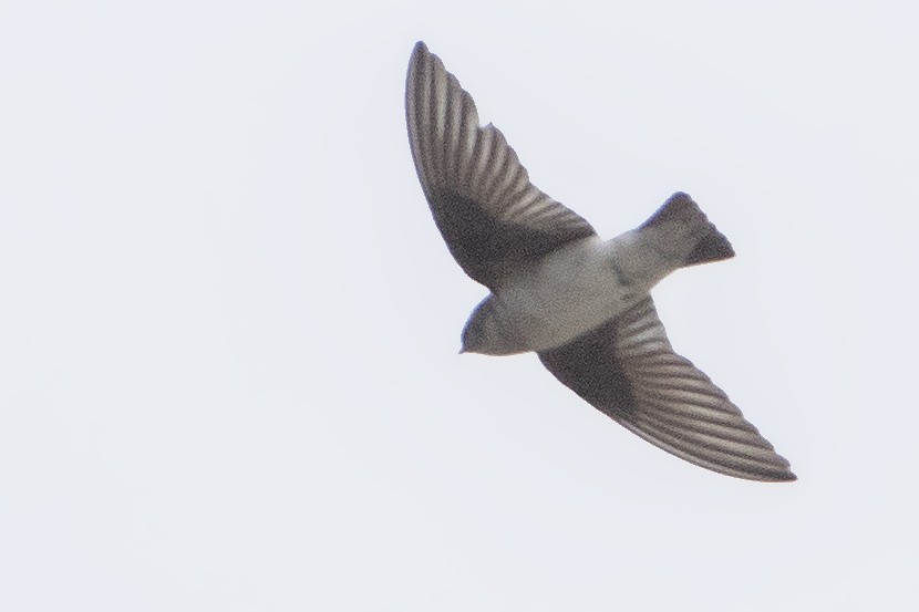Northern Rough-winged Swallow - ML151708451
