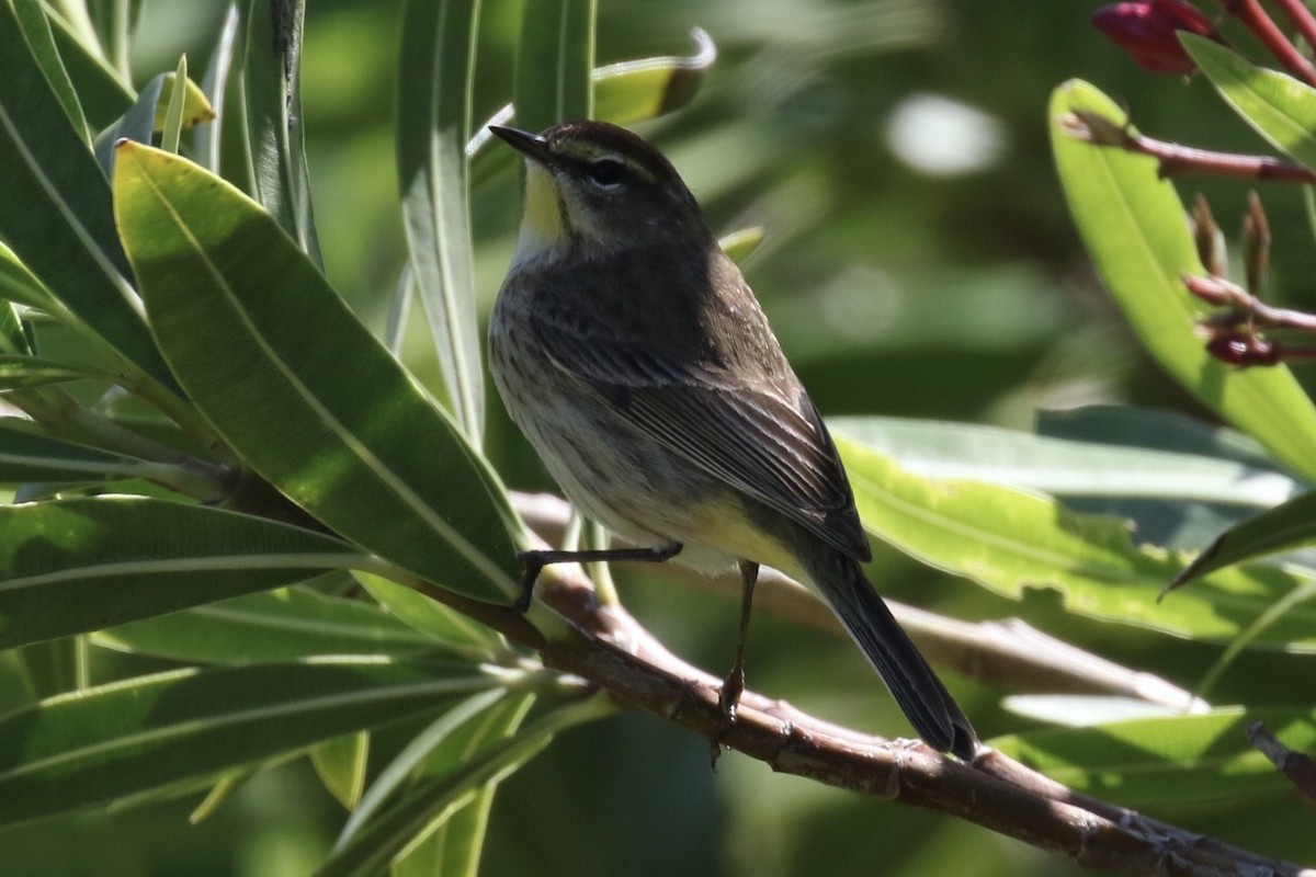 Palm Warbler - ML151709011