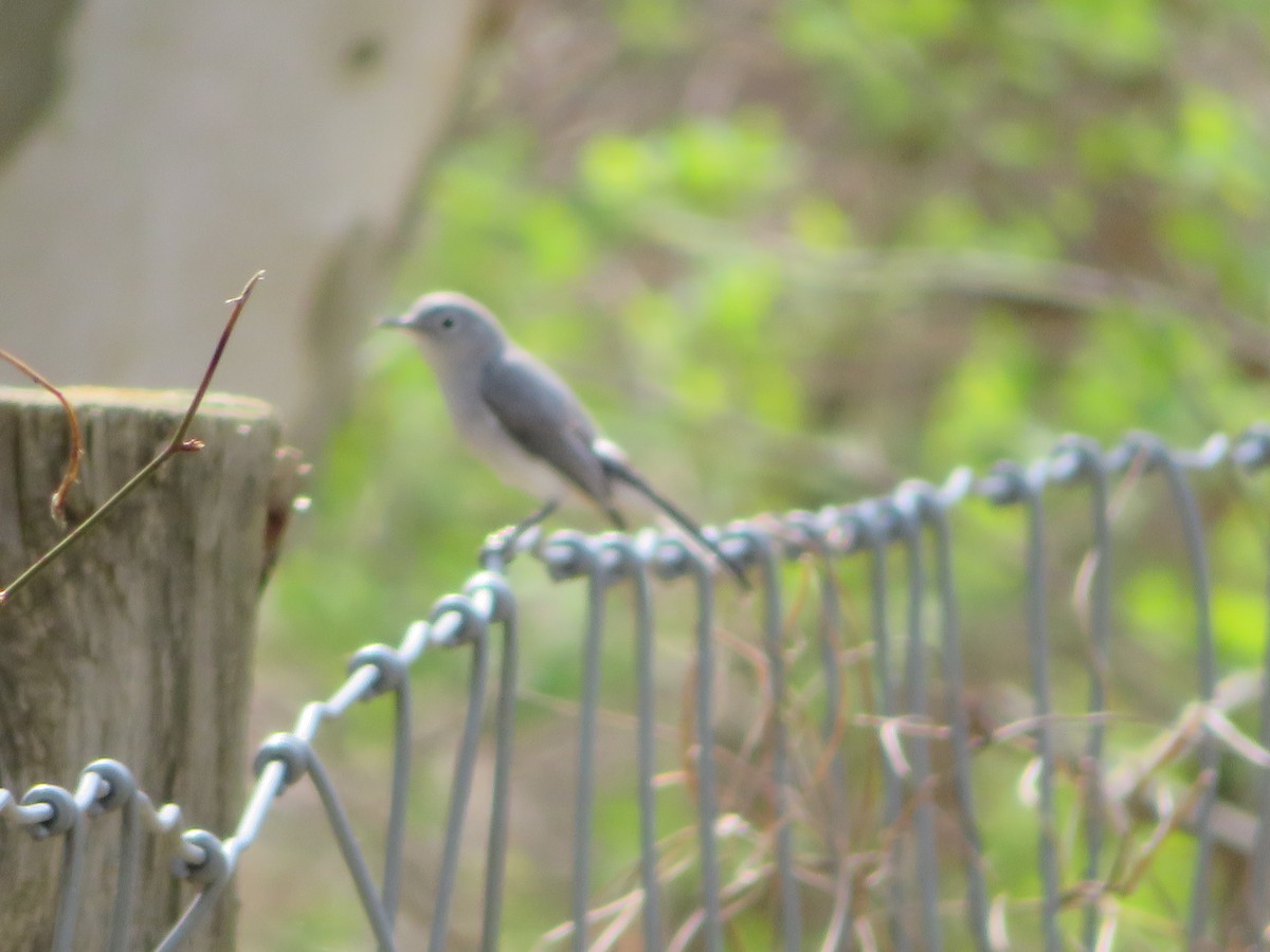 Blue-gray Gnatcatcher - ML151711571