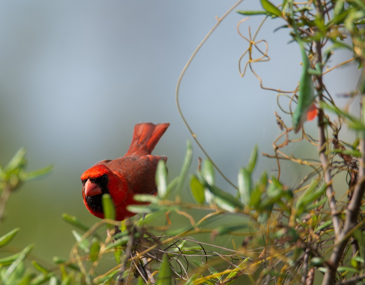 Cardinal rouge - ML151711691